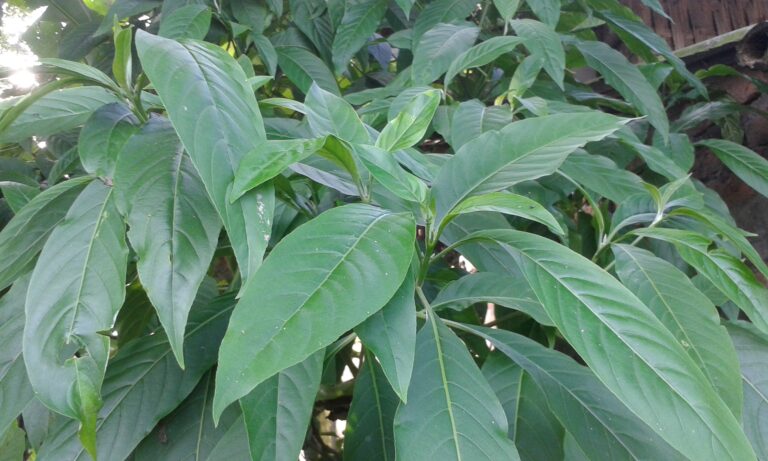 अडुळसाचे औषधी गुणधर्म